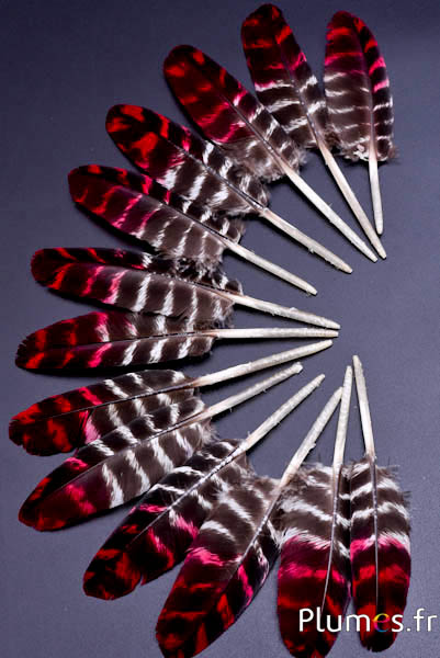 Dindon - 10-15 cm - tigré - naturel-rouge